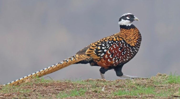 Overwante koningsfazanten, Meerdere dieren, Kip