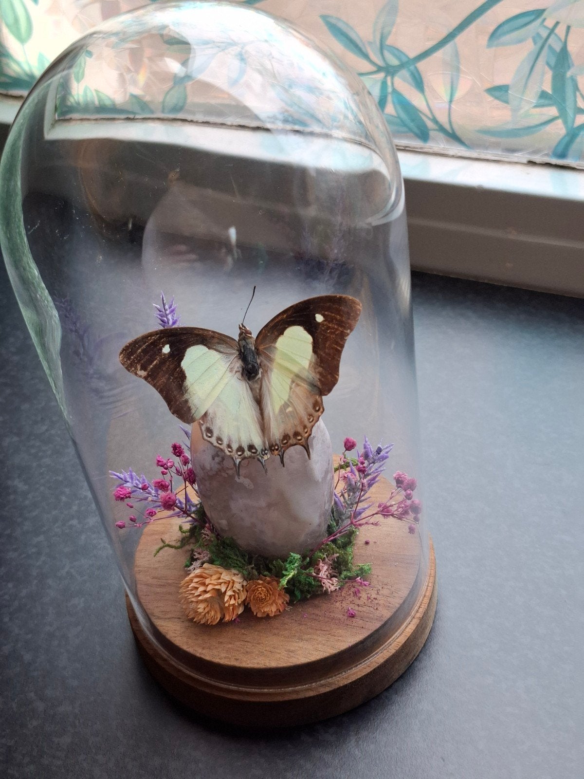 Prachtige vlinder in stolp - Uniek decoratiestuk, Ophalen, Zo goed als nieuw