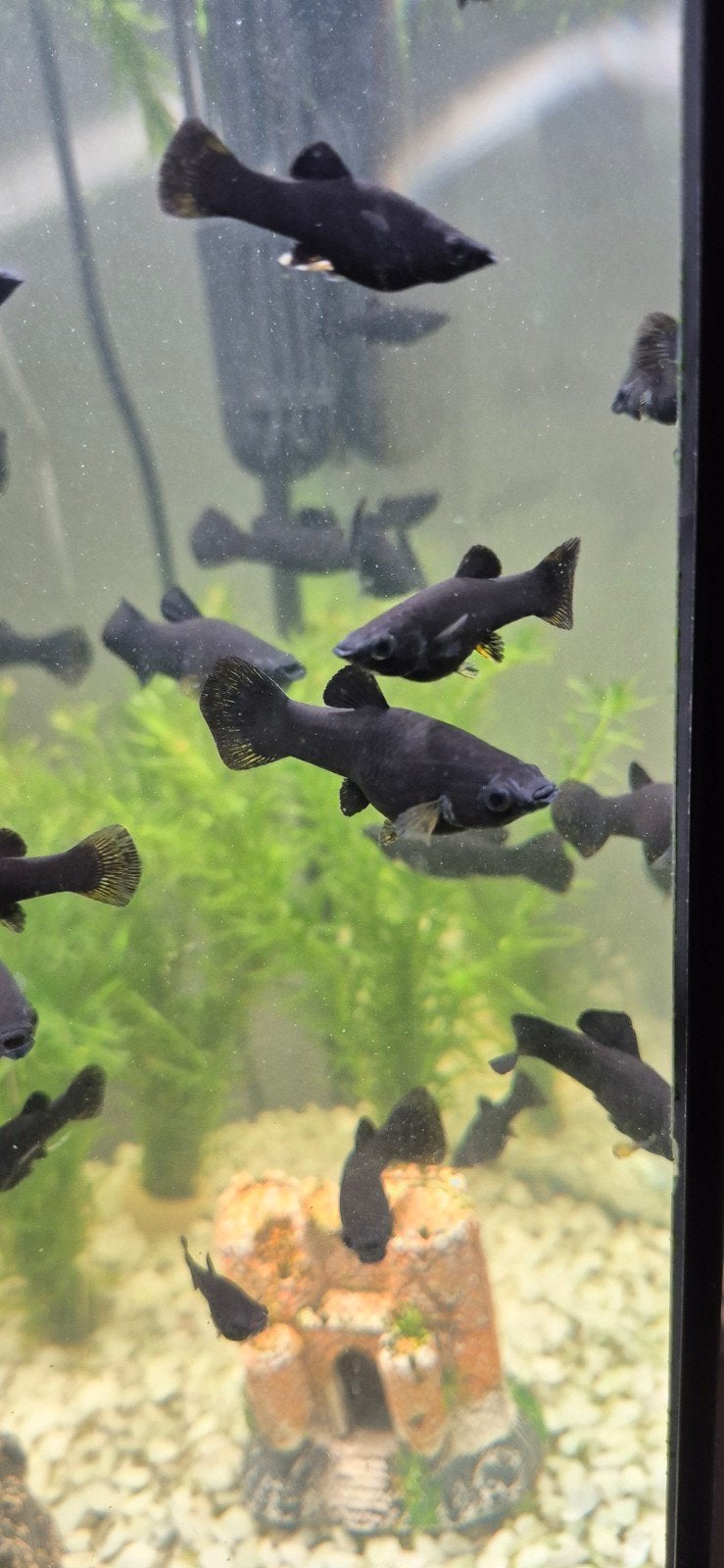 Mooie Black Molly's, Dieren en Toebehoren, Vissen | Aquariumvissen, Vis
