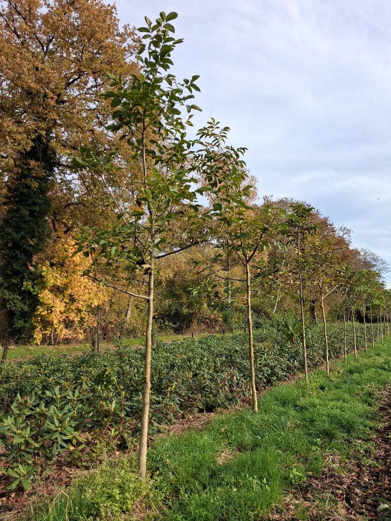 Regia juglans (IN POT!!!) Notenboom €75,-, Lente, 250 tot 400 cm, Volle zon, In pot