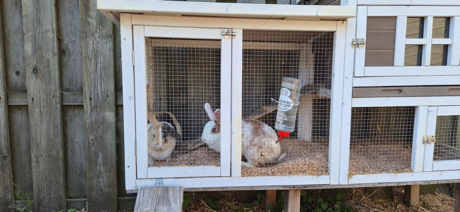2 konijnen incl. hok, nieuwe zakken stro voer en snippers, Dieren en Toebehoren, Konijnen