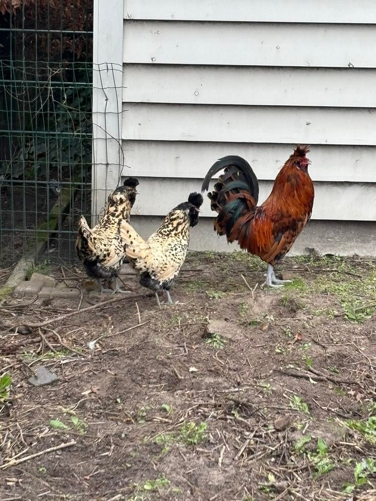 Mooie brabanters, Dieren en Toebehoren, Pluimvee, Mannelijk, Kip