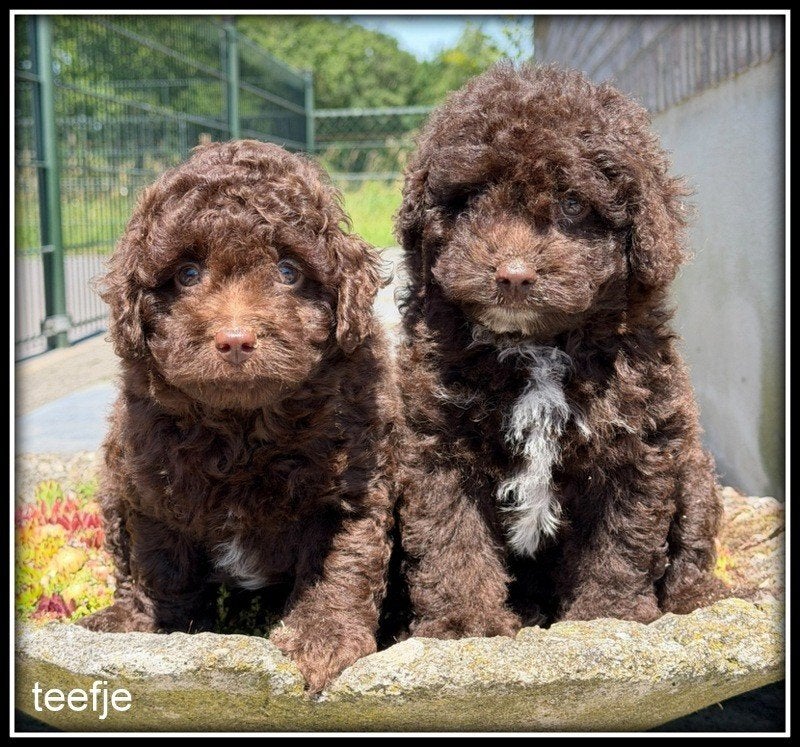 Boomppo pups F1b. Boompoo x Poedel, Poedel, Nederland, Parvo, 8 tot 15 weken