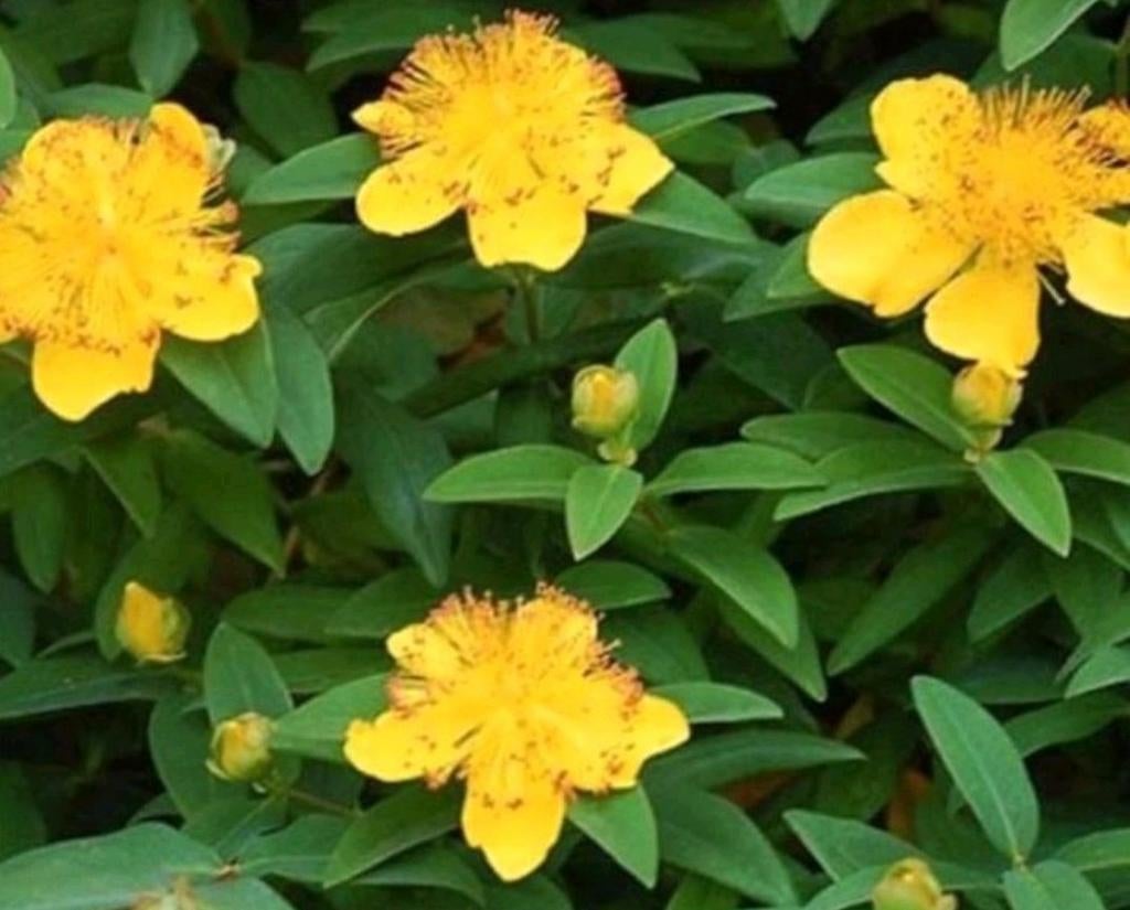 Hertshooi - Vaste Plant voor uw Tuin, Overige soorten, Volle zon, Vaste plant, Ophalen of Verzenden