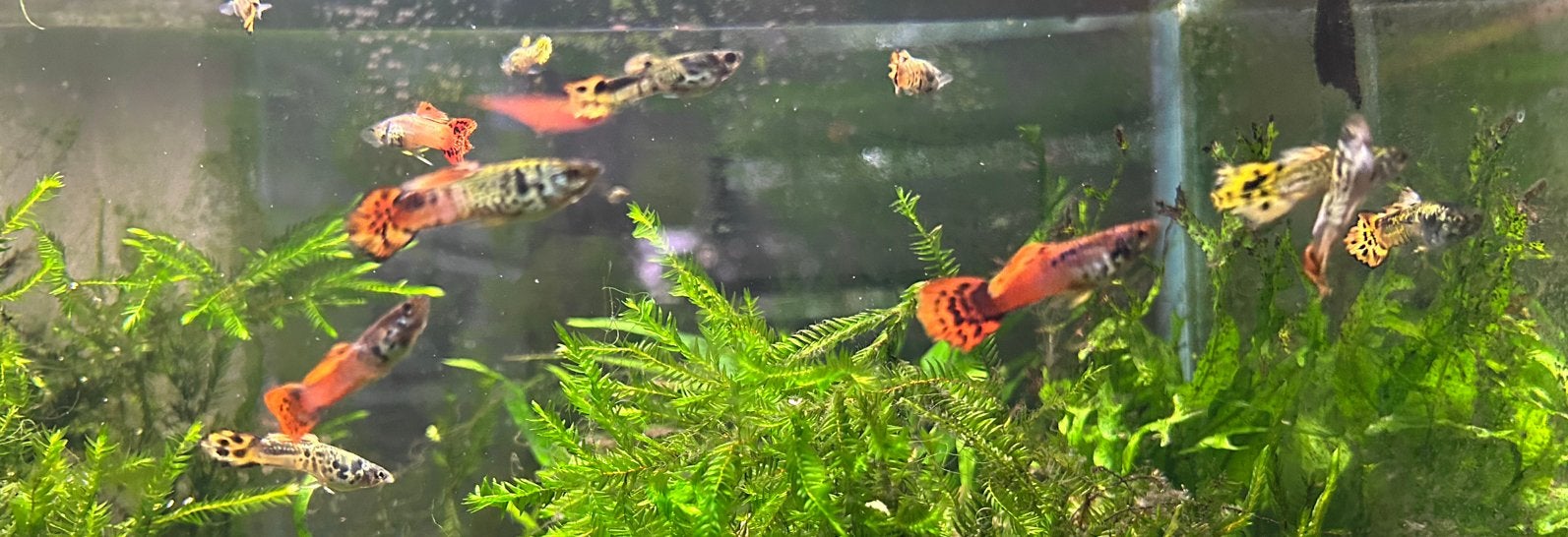Mannelijke tijger guppy’s in verschillende kleuren, Vis