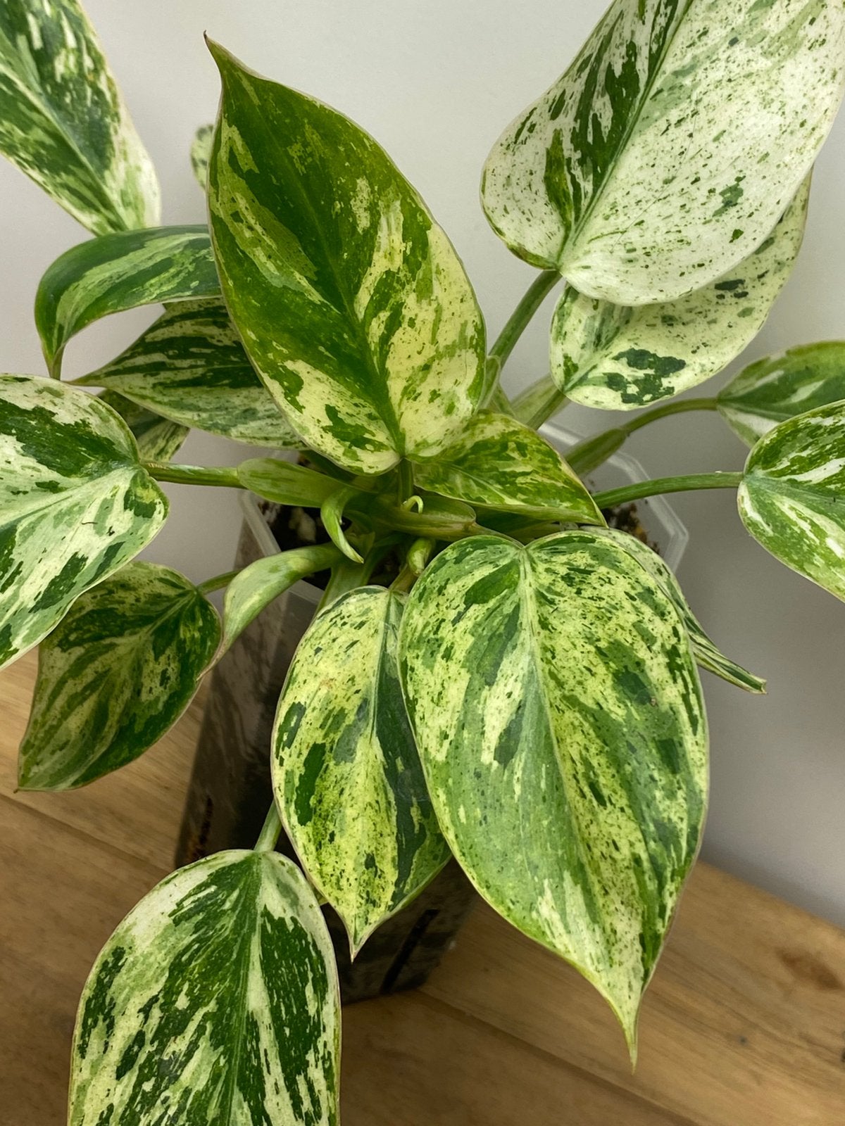 Philodendron Emerald Ice Variegata, Huis en Inrichting, Kamerplanten, Ophalen of Verzenden, Halfschaduw, Minder dan 100 cm
