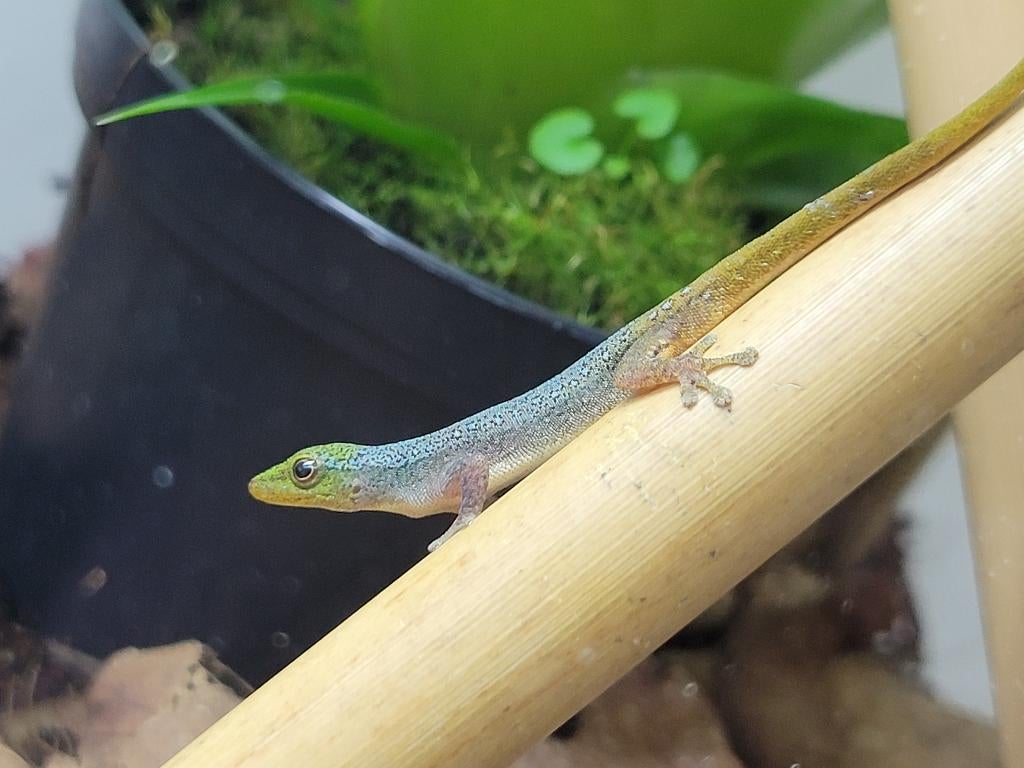 Lygodactylus conraui  man / 1.0, Hagedis, 0 tot 2 jaar