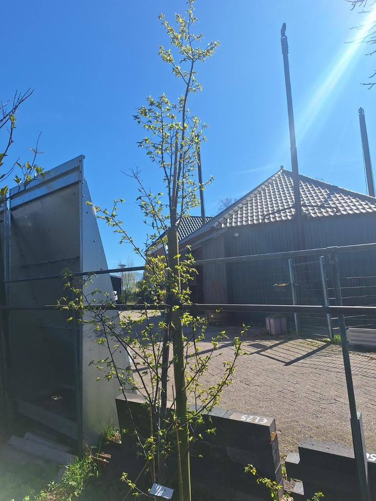 Beuk struik bladverliezend ca 2,5m hoog, Tuin en Terras, Ophalen, Overige soorten, 100 tot 250 cm