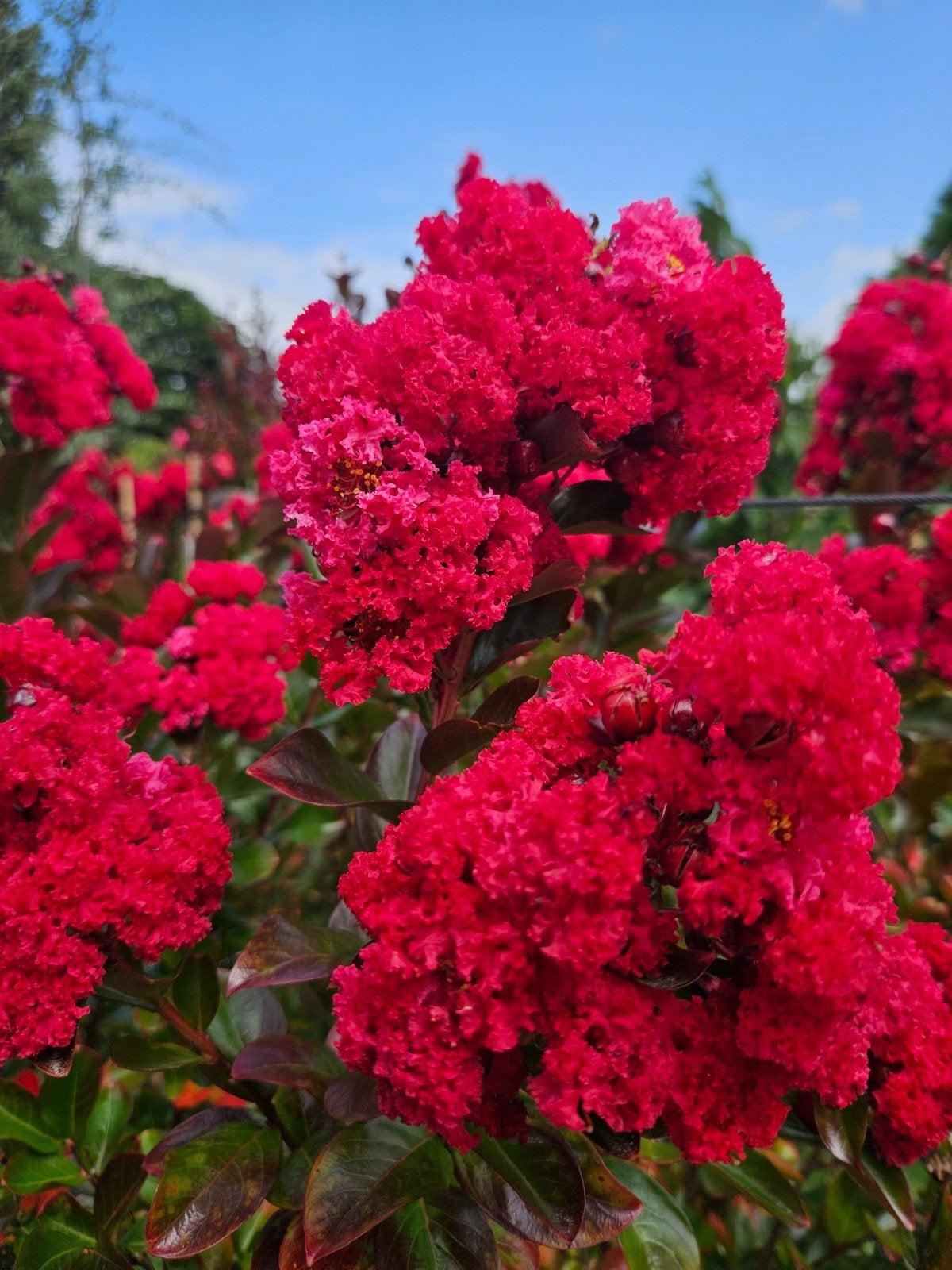 lagerstroemia Enduring Summer Red / struikvorm 80cm, Tuin en Terras, Planten | Bomen, 100 tot 250 cm, Zomer, Ophalen, Volle zon
