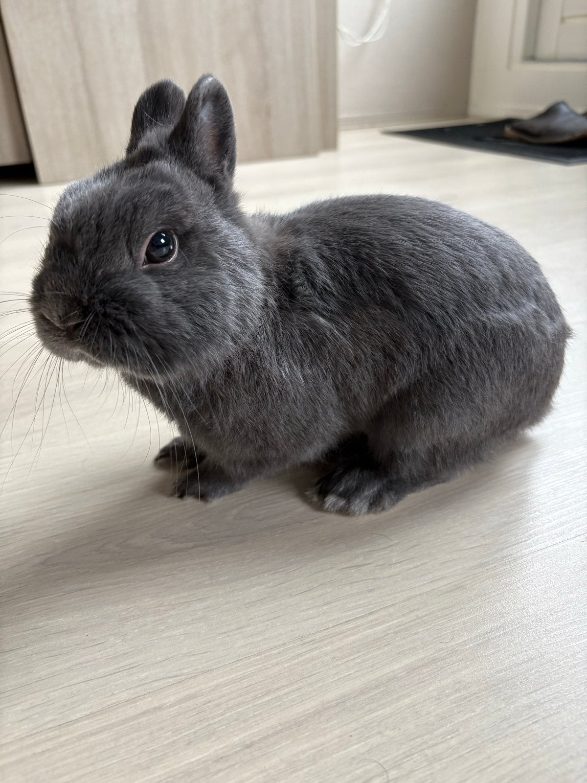 Lief dwergkonijntje zoekt een fijn nieuw thuis ️, Dieren en Toebehoren, Mannelijk