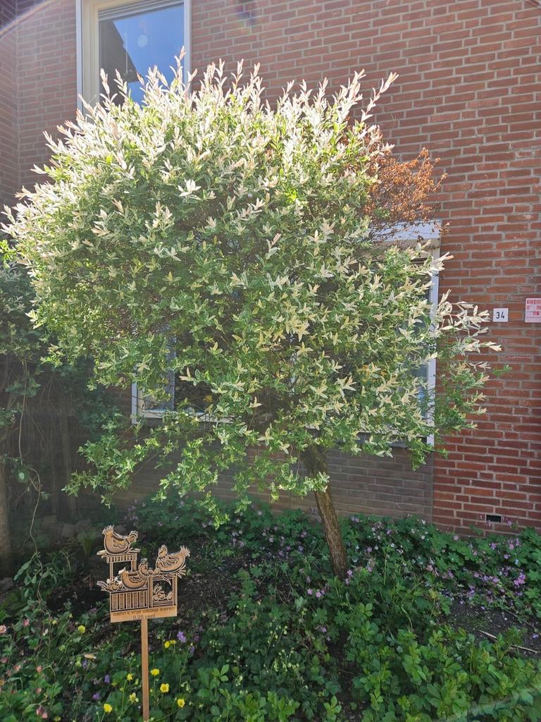 2 Salix integra 'Hakuro-nishiki' bomen zelf uitgraven, Tuin en Terras, Planten | Bomen, Volle zon, Lente, 250 tot 400 cm, Overige soorten