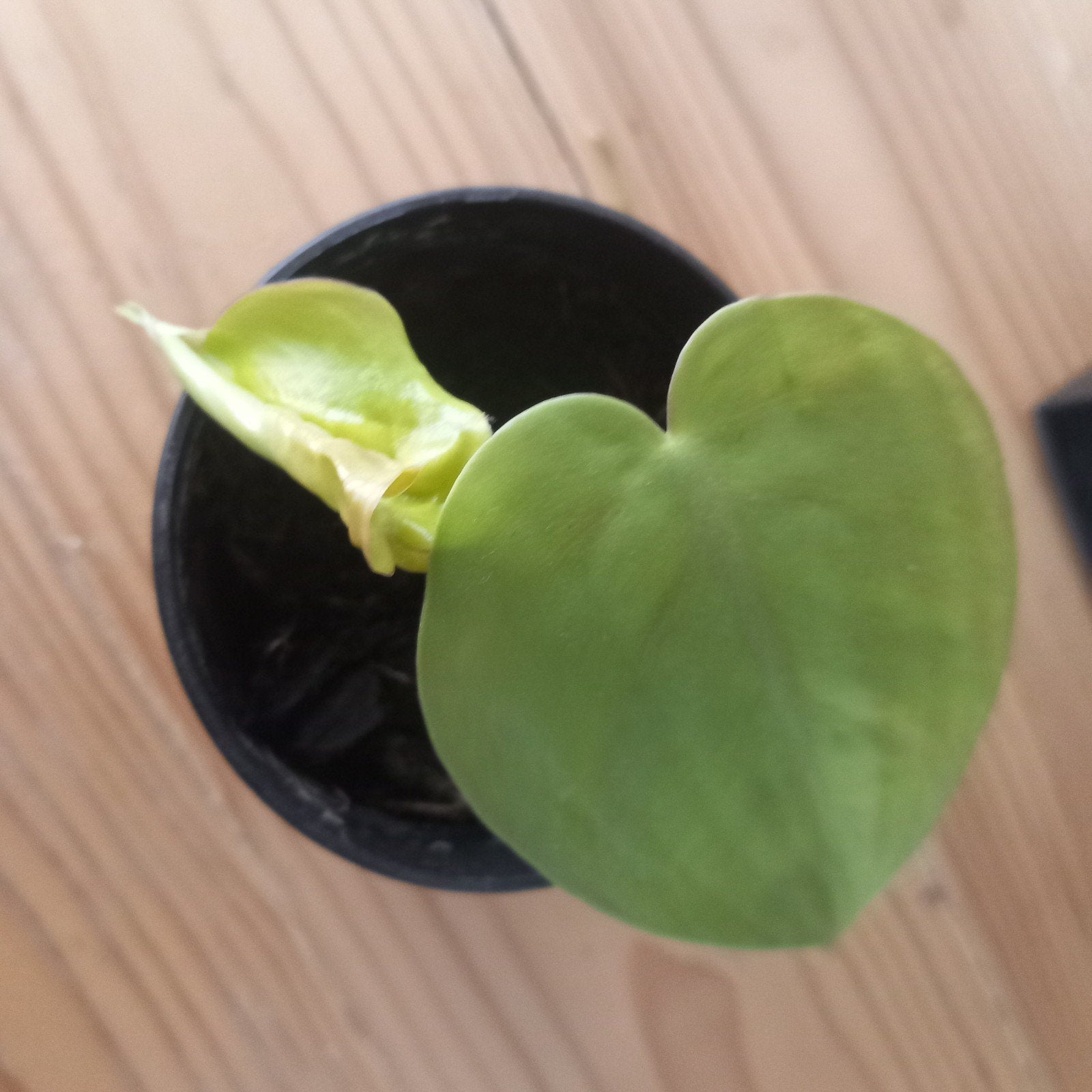philodendron cordatum lemon lime stek nr 39, Huis en Inrichting, Ophalen of Verzenden, Halfschaduw, Minder dan 100 cm