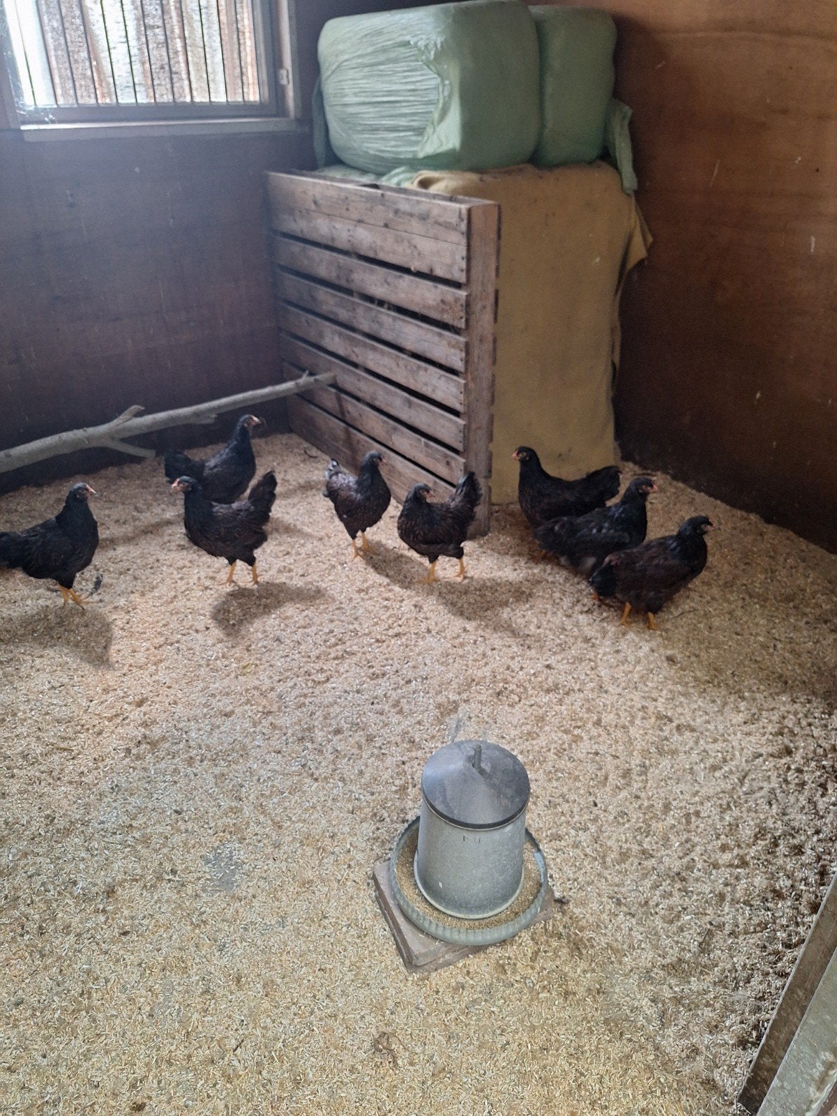 barnevelder kippen 13 weken, Dieren en Toebehoren, Pluimvee, Vrouwelijk, Kip