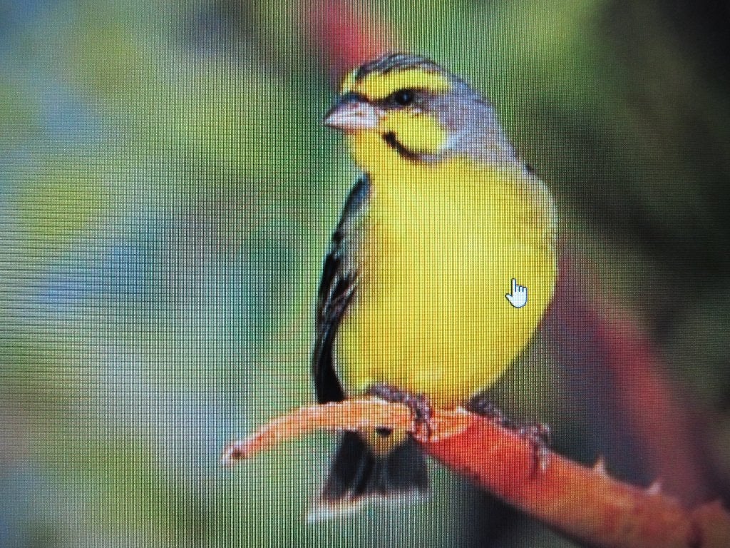 1-2 mozambique sijzen, Meerdere dieren, Tropenvogel, Geringd
