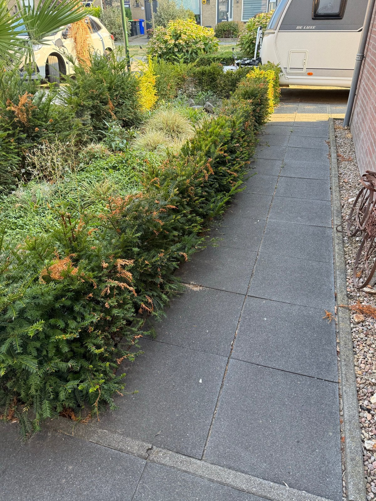 Taxus haag - Groenblijvende en onderhoudsvriendelijke haag, Vaste plant, Bloeit niet, Halfschaduw, Ophalen