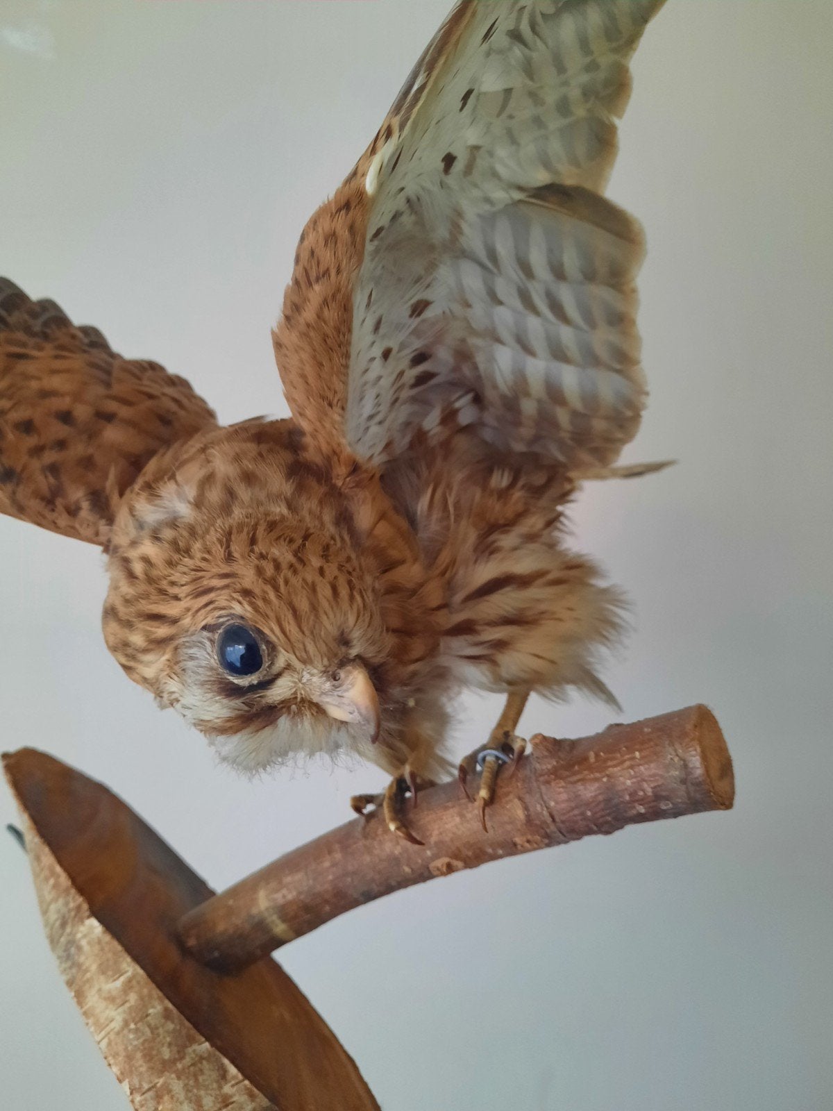Opgezette Valk, Ophalen, Zo goed als nieuw, Vogel, Opgezet dier