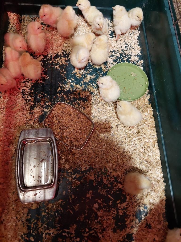 Kuikens van Franse faverolles, Meerdere dieren, Kip
