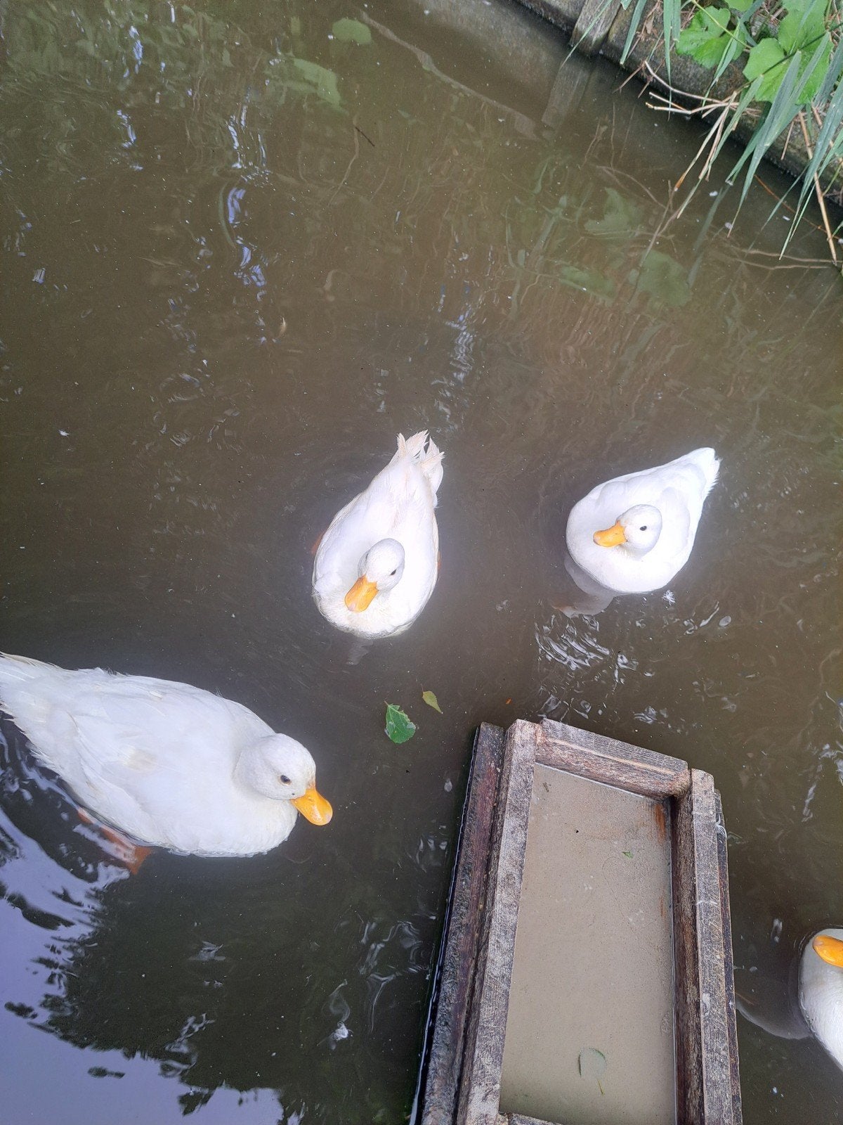 Witte kwaker, Dieren en Toebehoren, Pluimvee, Vrouwelijk, Eend
