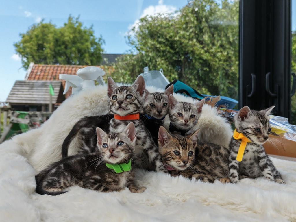 Bengaal kittens zilver- katertjes met stamboom, Meerdere dieren, Gechipt