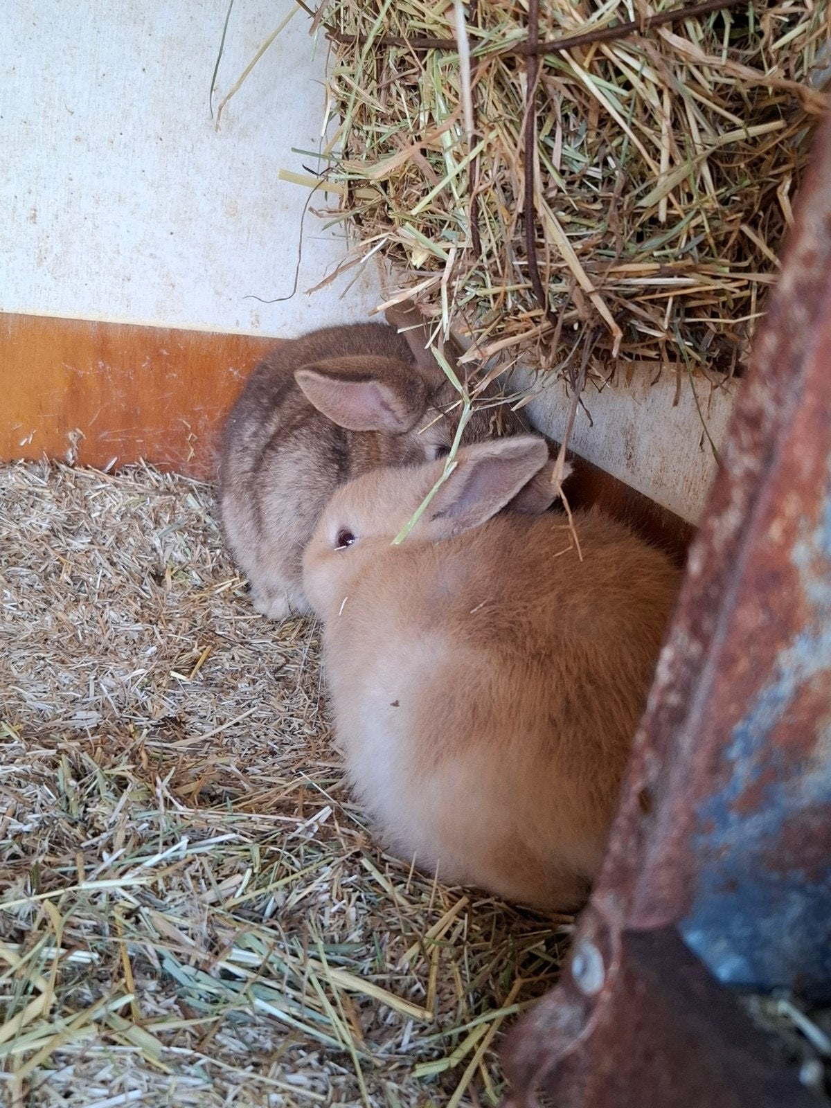 mooi konijn, Dieren en Toebehoren, Meerdere dieren