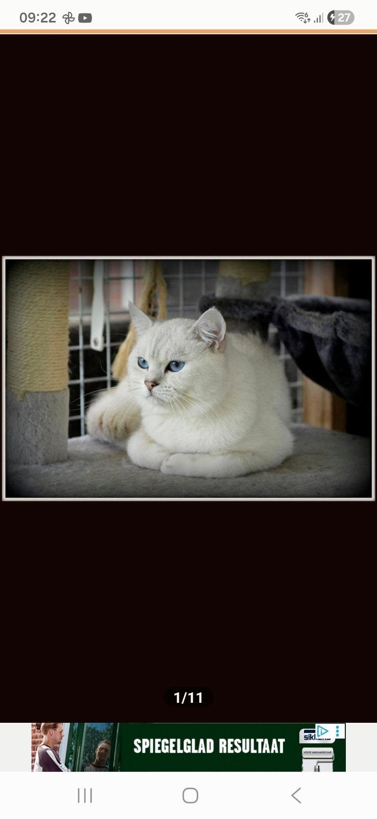 100% Britse korthaar kitten, Dieren en Toebehoren, 0 tot 2 jaar