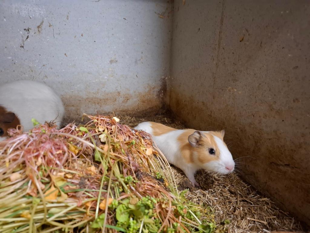 Mooie jonge cavia's in verschillende kleuren, Dieren en Toebehoren, Maart, Meerdere dieren, Cavia