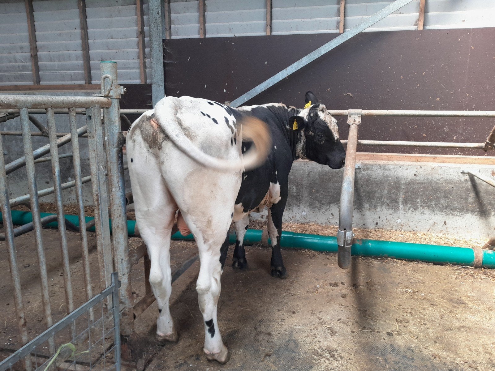 Te koop kruisling speckle park stier., Dieren en Toebehoren, Runderen, Mannelijk