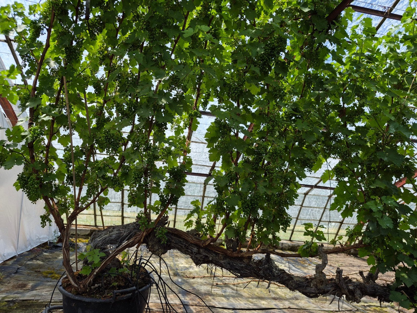 Druivenplant - Vitis vinifera - Volle zon, Ophalen, Overige soorten, Volle zon