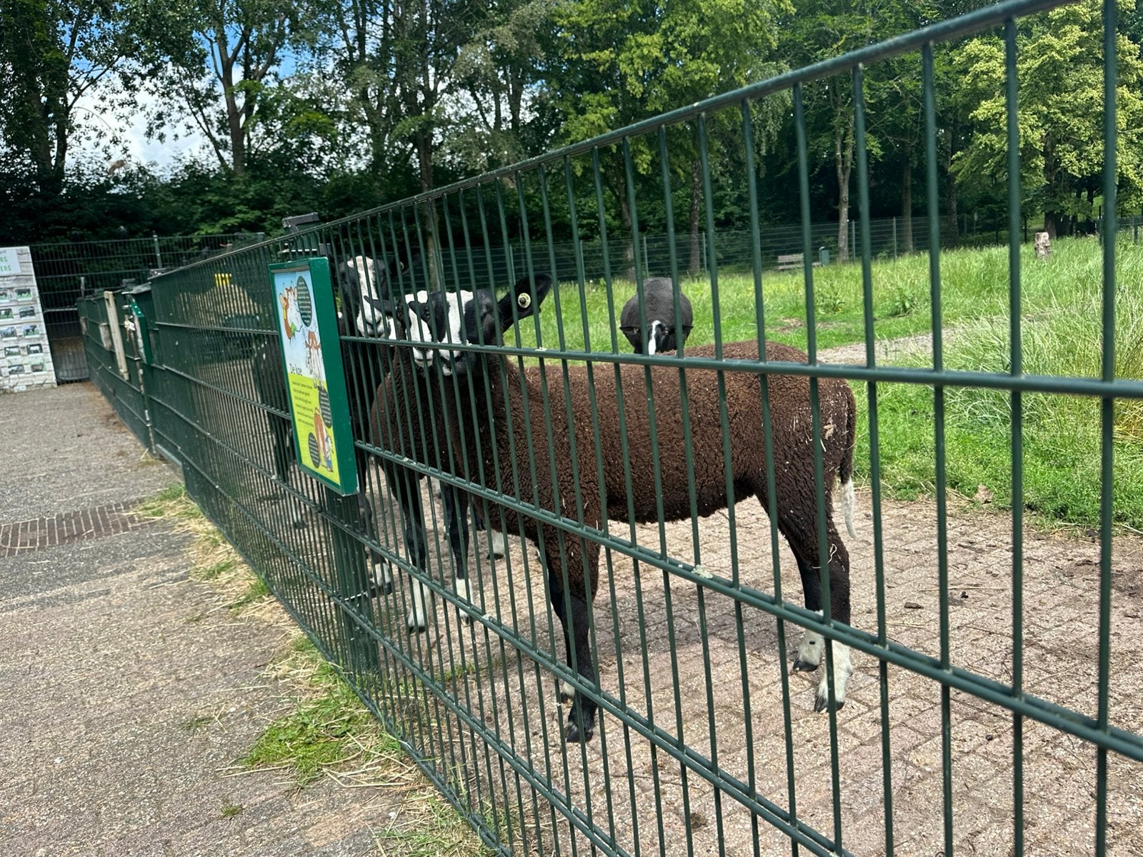 stamb. zwartbles ram, zwoegervrij, ARR/ARR, nierfalenvrij Q, Mannelijk, Schaap, 0 tot 2 jaar