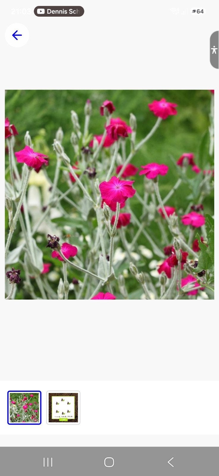 Lychnis coronaria - Prikneus zaden, Ophalen of Verzenden, Voorjaar, Volle zon, Zaad