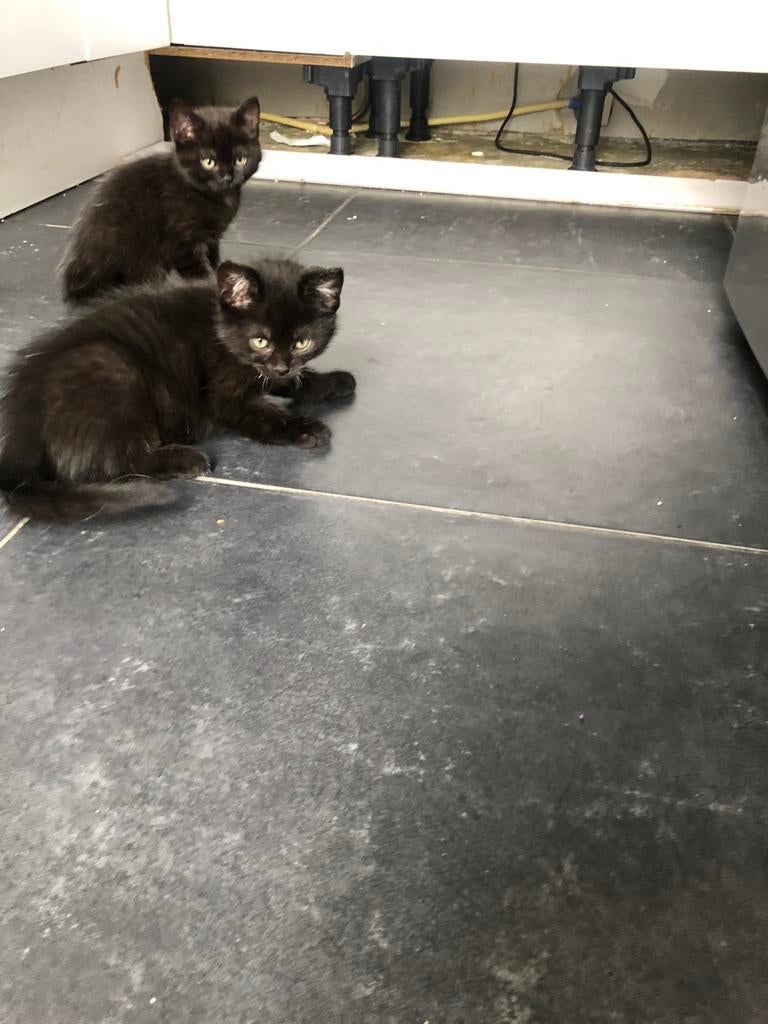 Kittens britse korhaar, Dieren en Toebehoren, Poes, Kortharig, 0 tot 2 jaar