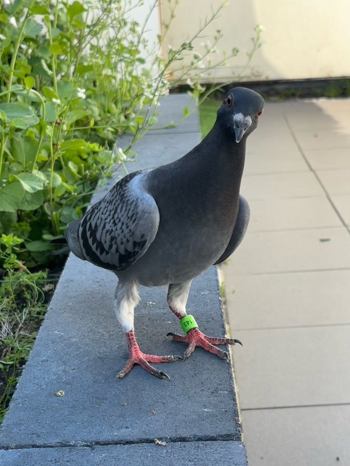 Te koop, jonge duif, Dieren en Toebehoren, Vogels | Duiven, Vrouwelijk
