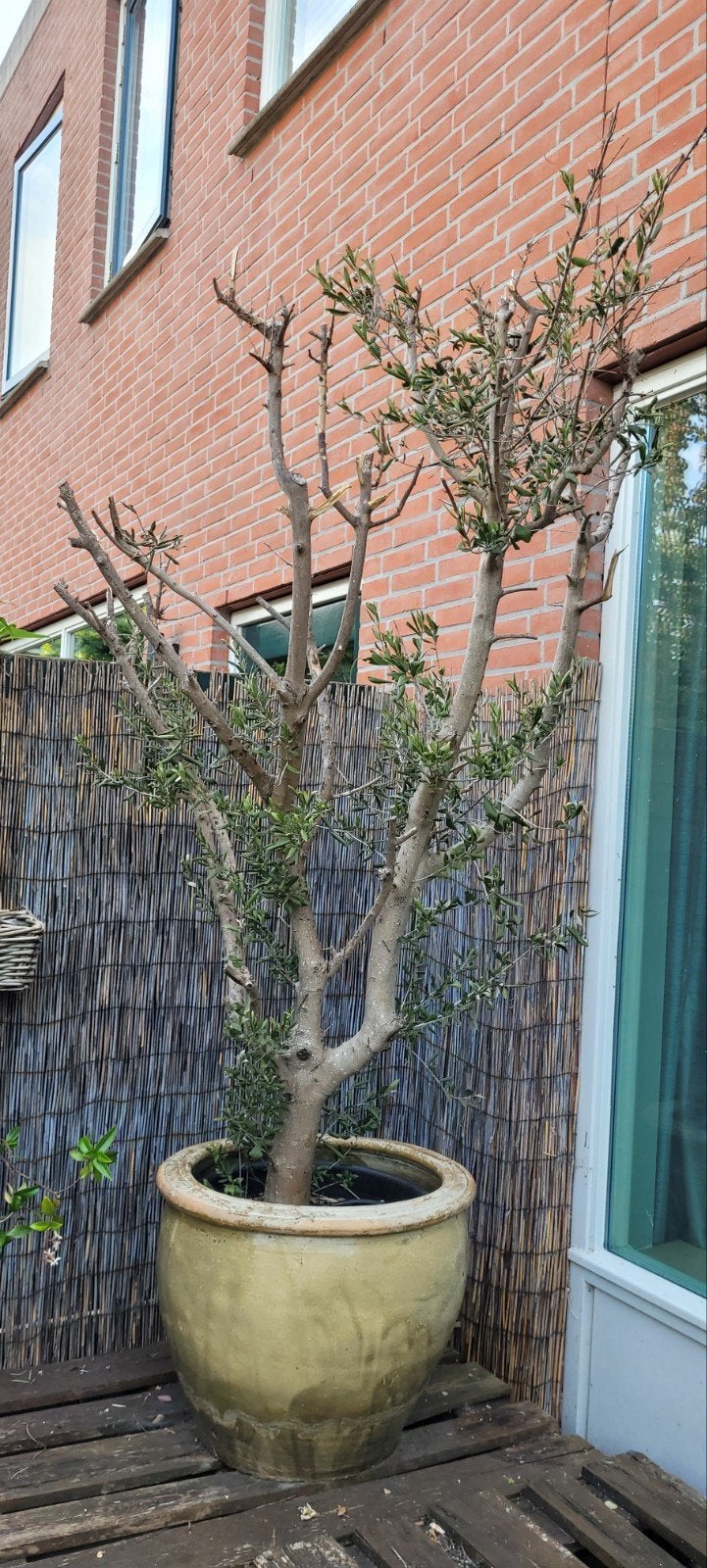 Grote Olijfboom. 230 cm hoog., Tuin en Terras, 100 tot 250 cm, Olijfboom, Zomer, Ophalen