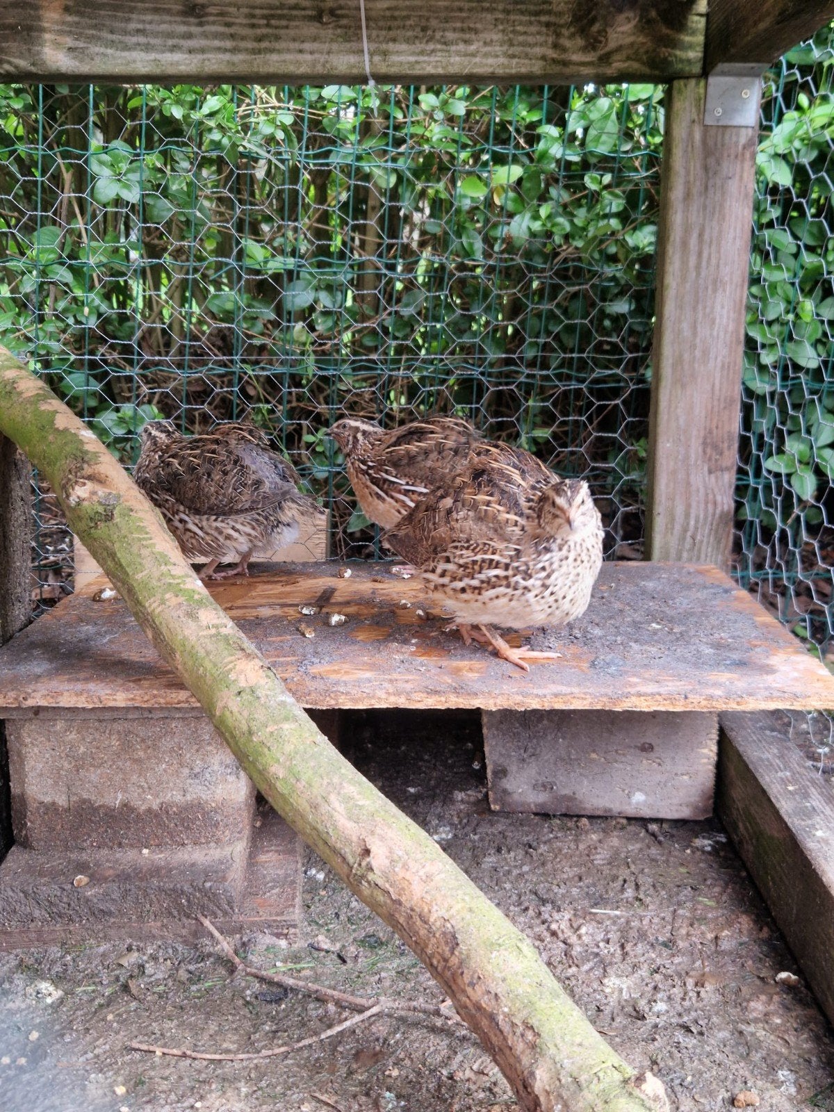 Japanse kwartels, Meerdere dieren, Overige soorten