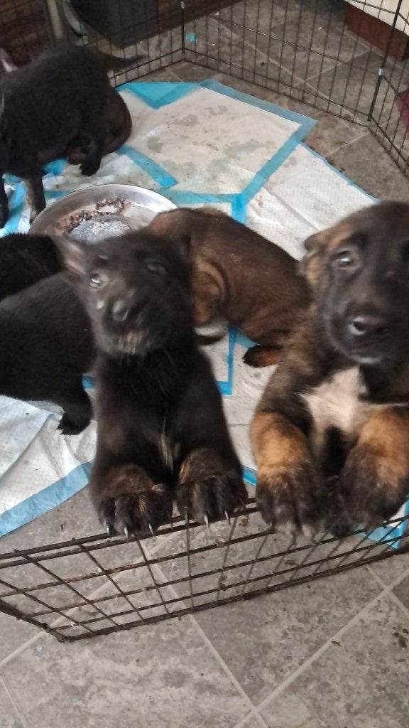Mechelse herder pups, Parvo, 8 tot 15 weken, Meerdere, Meerdere dieren