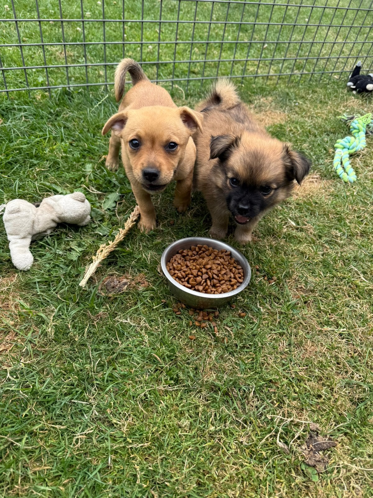 Puppy’s, 8 tot 15 weken, Meerdere, Meerdere dieren, Chihuahua