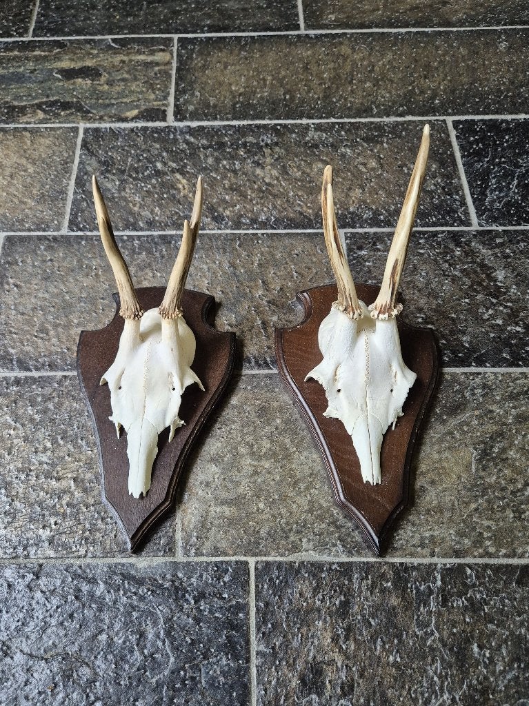 2 ree geweien op donker houten schild samen € 19 mancave k89, Verzamelen, Ophalen of Verzenden, Zo goed als nieuw, Hert, Gewei of Kop