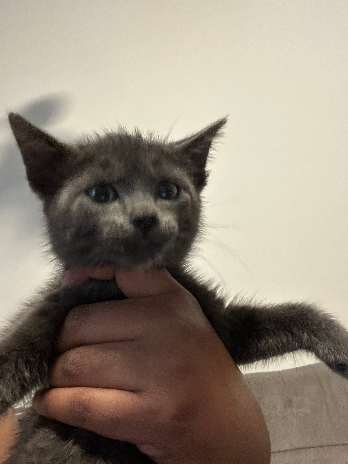 Kittens 10 weken, Dieren en Toebehoren, Poes