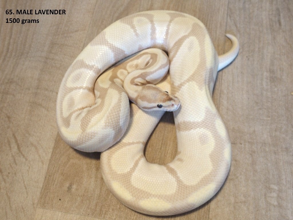 Koningspythons halfwas en volwassen kweekdieren deel 3 Ball Python photo 17