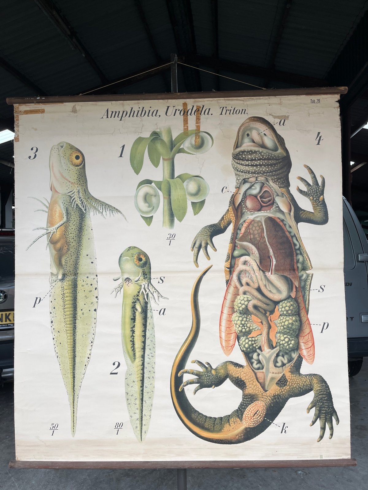 Vintage Biologie Wandkaart Triton Amfibieën Urodela, Ophalen, Natuur en Biologie