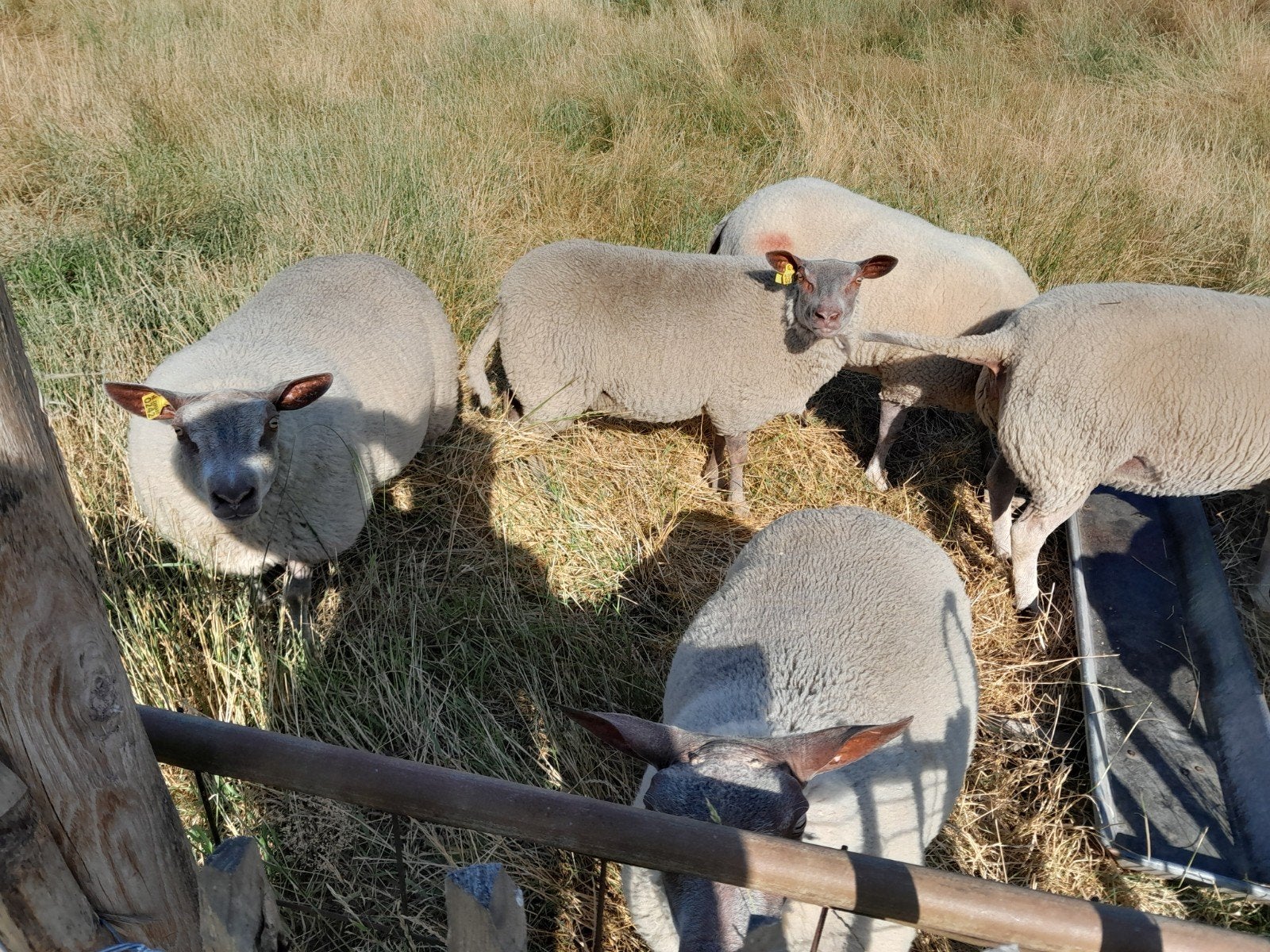 rouge l'quest dekrammen en gekruiste rammen, Dieren en Toebehoren, Schapen, Geiten en Varkens, Mannelijk, Schaap