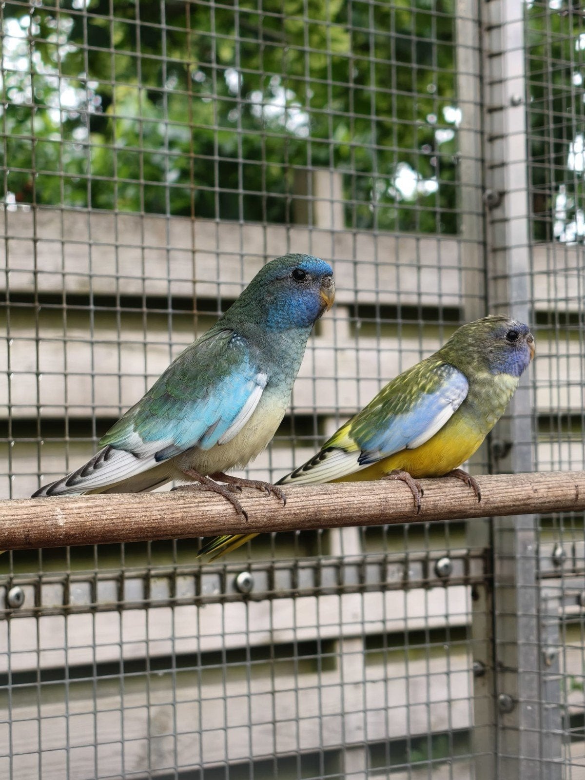 Te koop  splendid, Dieren en Toebehoren, Geslacht onbekend, Parkiet, Geringd