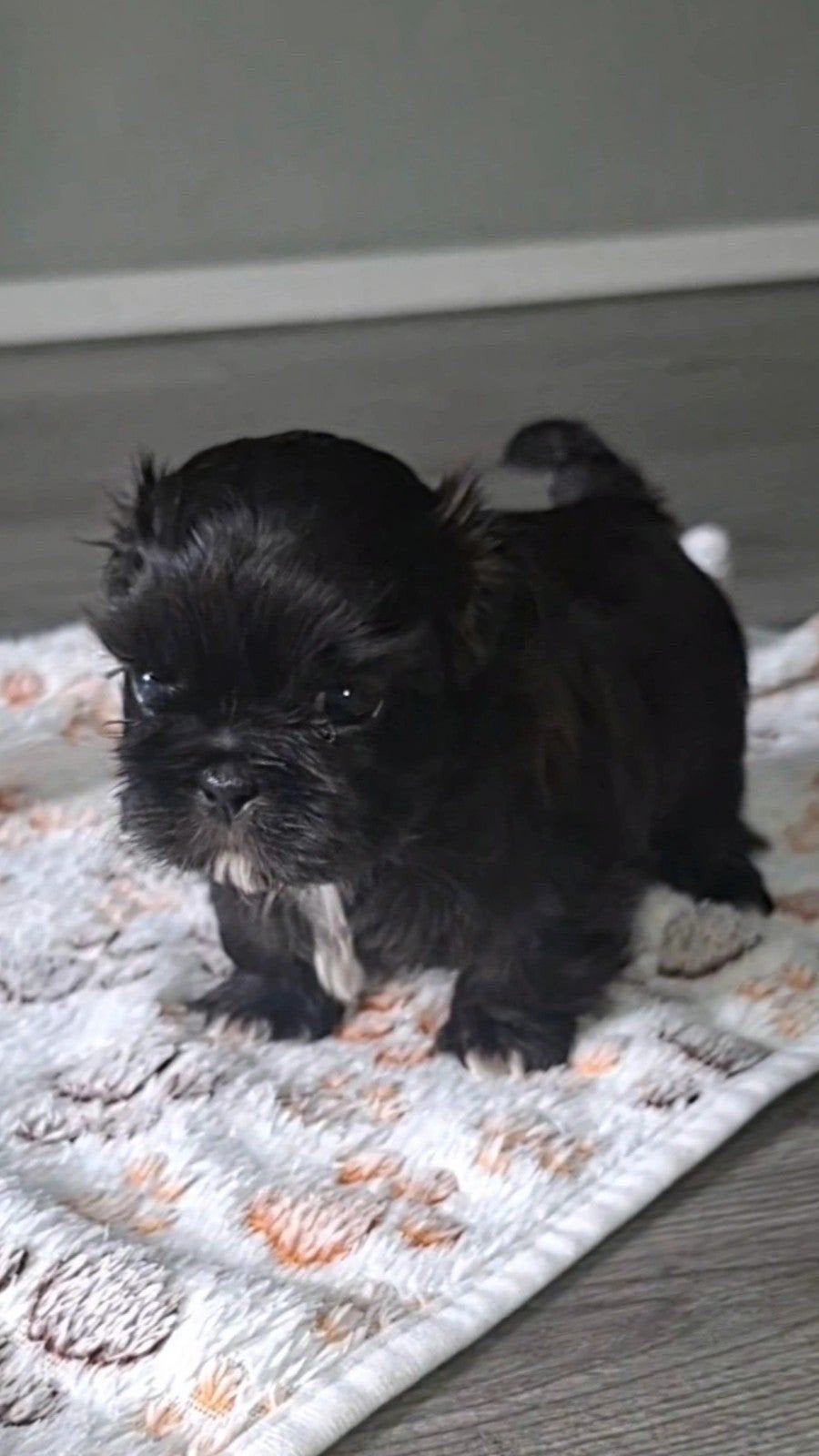 shih tzu pups (mogen over 1 week weg), Parvo, 8 tot 15 weken, Meerdere, Nederland