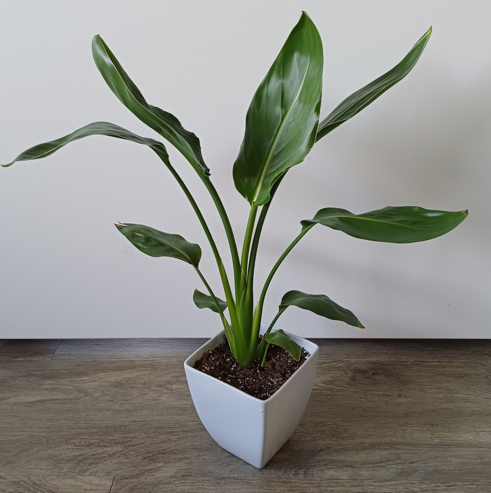 Mooie Strelitzia in leuke grijs / licht blauwe sierpot.
Tota, Ophalen, Overige soorten, In pot, Minder dan 100 cm