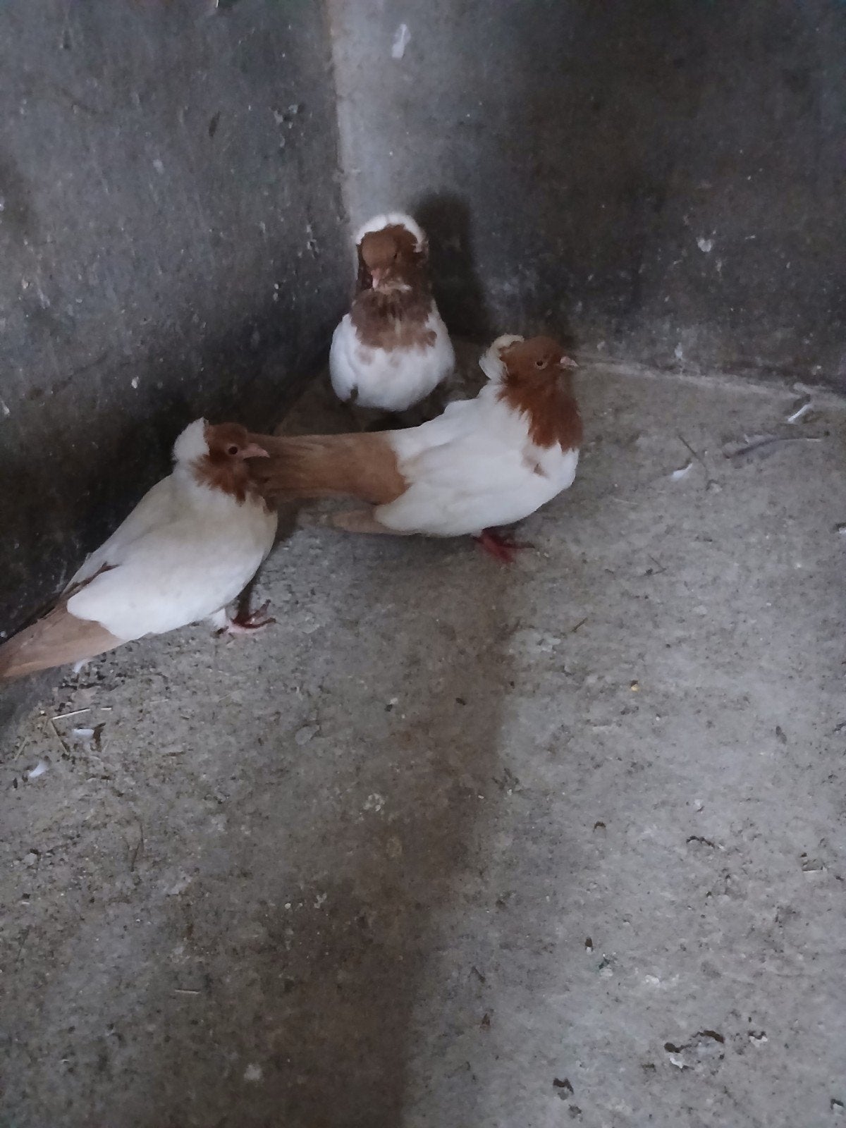 nonduif, Meerdere dieren, Overige soorten