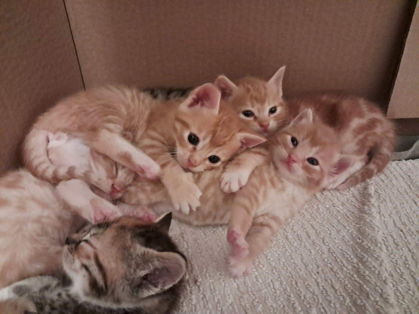 lieve kittens zoeken binnenkort nieuw baasje, Dieren en Toebehoren, Meerdere dieren