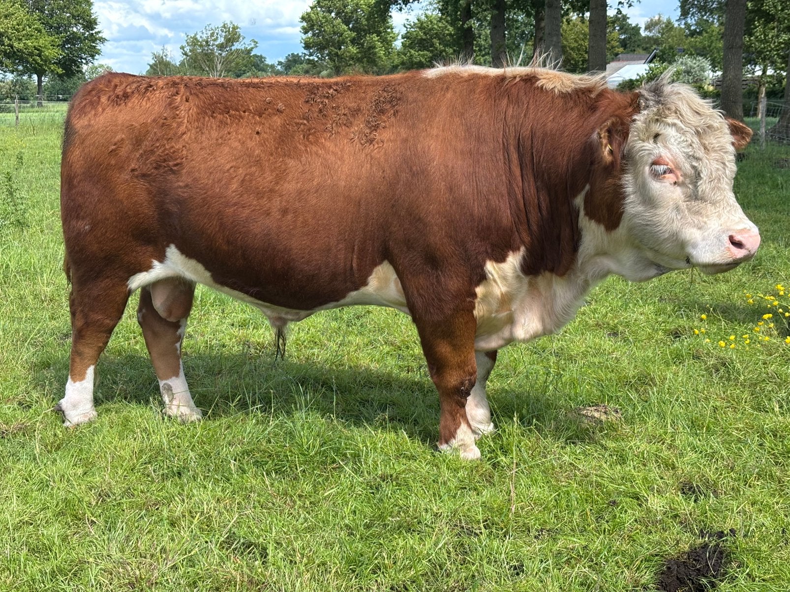 Prachtige stamboek Mini Hereford stier, Chater Valley lijn, Dieren en Toebehoren, Runderen, Mannelijk