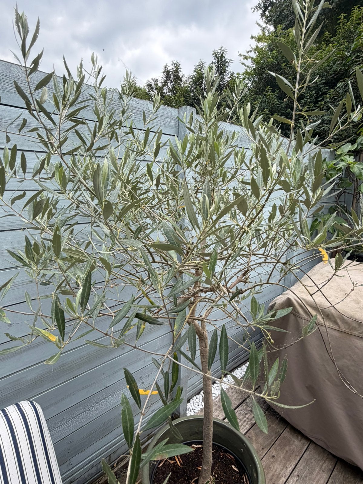 Prachtige groene geglazuurde pot met olijfboom, Tuin en Terras, Minder dan 100 cm, Zomer, Palmboom, Ophalen