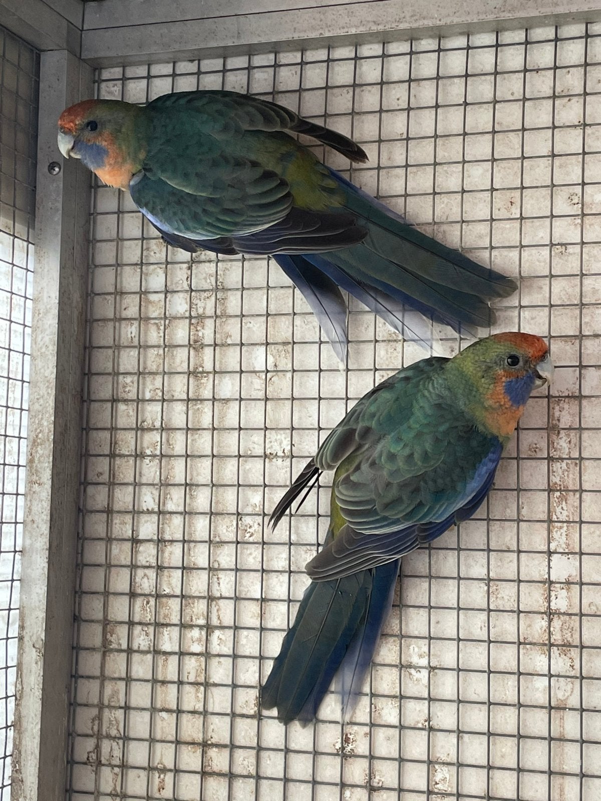 2 penanten mannen, Dieren en Toebehoren, Vogels | Parkieten en Papegaaien, Mannelijk, Parkiet, Geringd