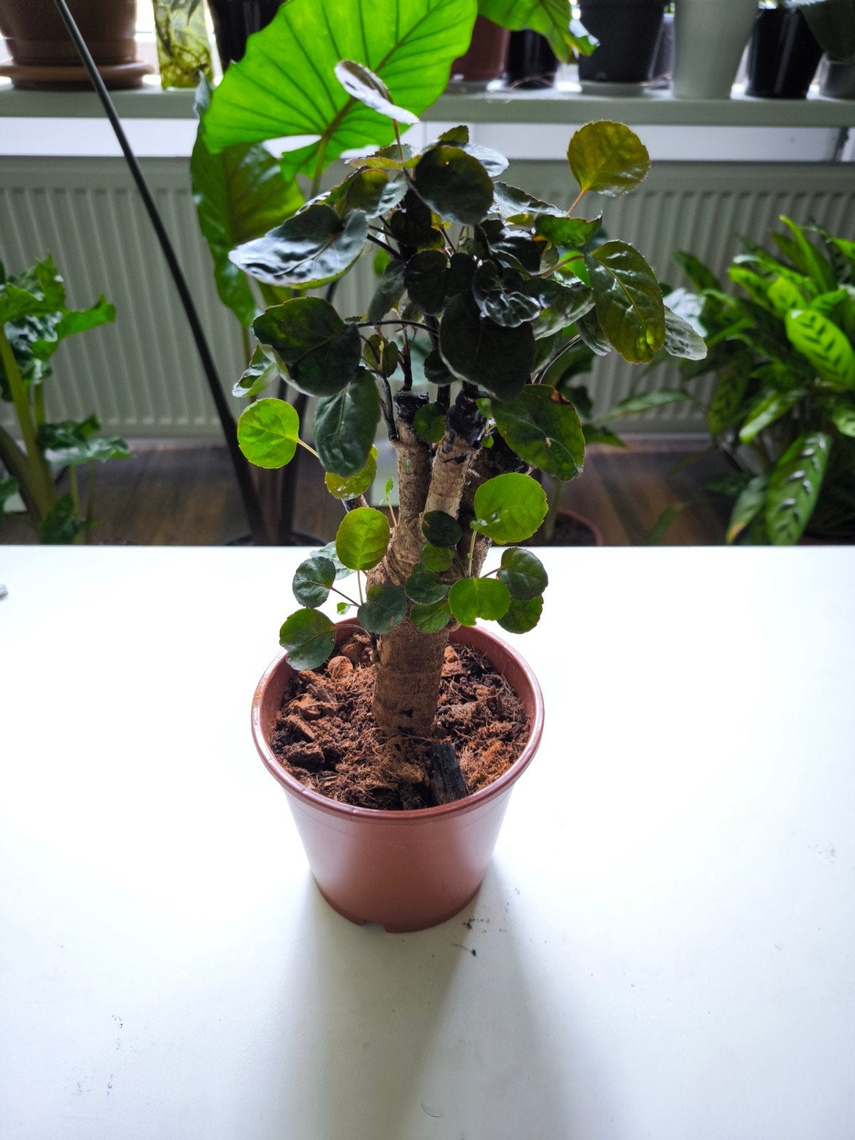 Polyscias Fabian - Groene Kamerplant in Pot, Overige soorten, In pot, Minder dan 100 cm, Groene kamerplant